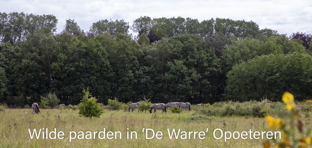 Vakantiewoning Heidebos In Het Nationaal Park Hoge Kempen Opglabbeek Экстерьер фото