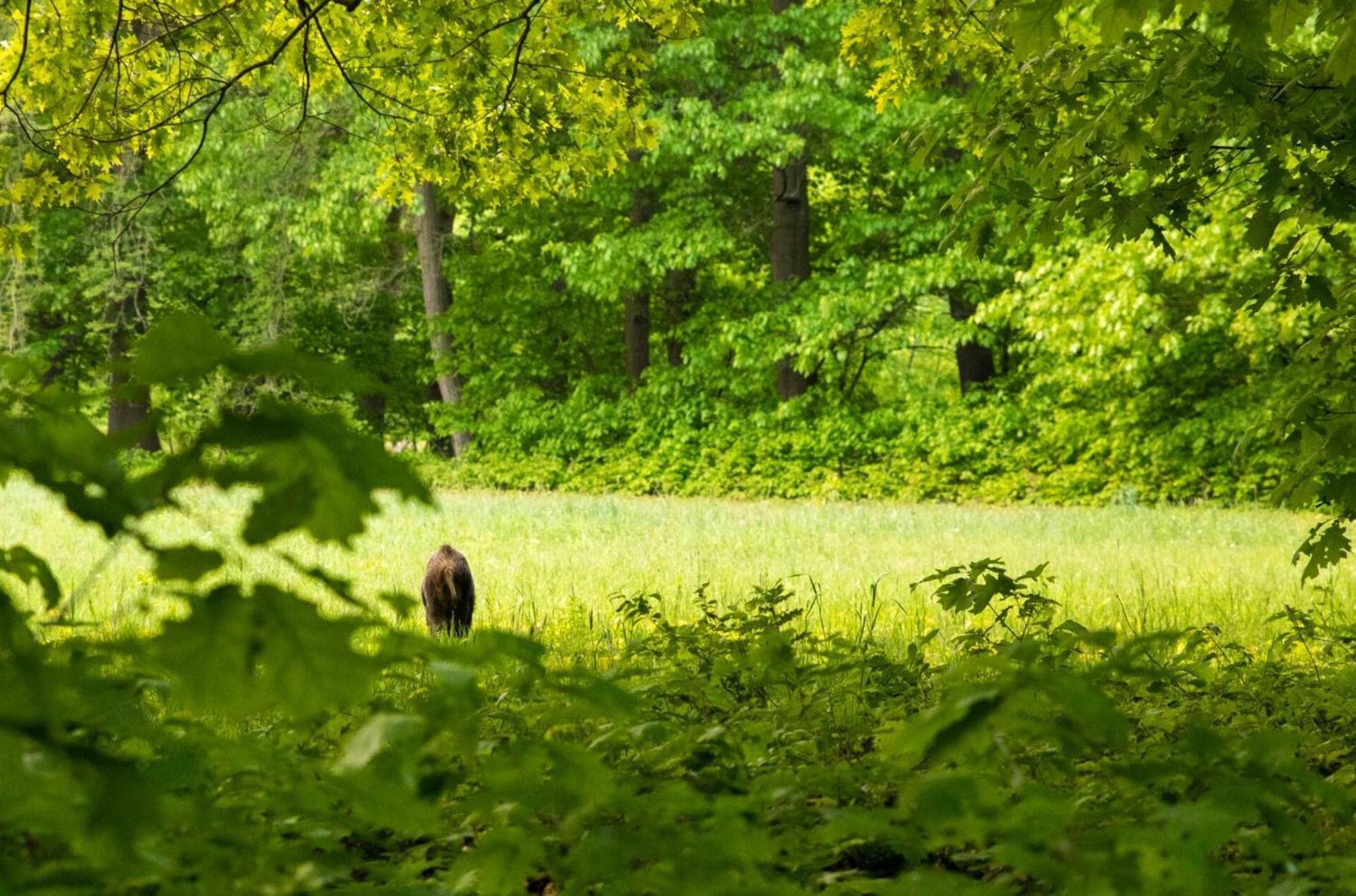 Vakantiewoning Heidebos In Het Nationaal Park Hoge Kempen Opglabbeek Экстерьер фото