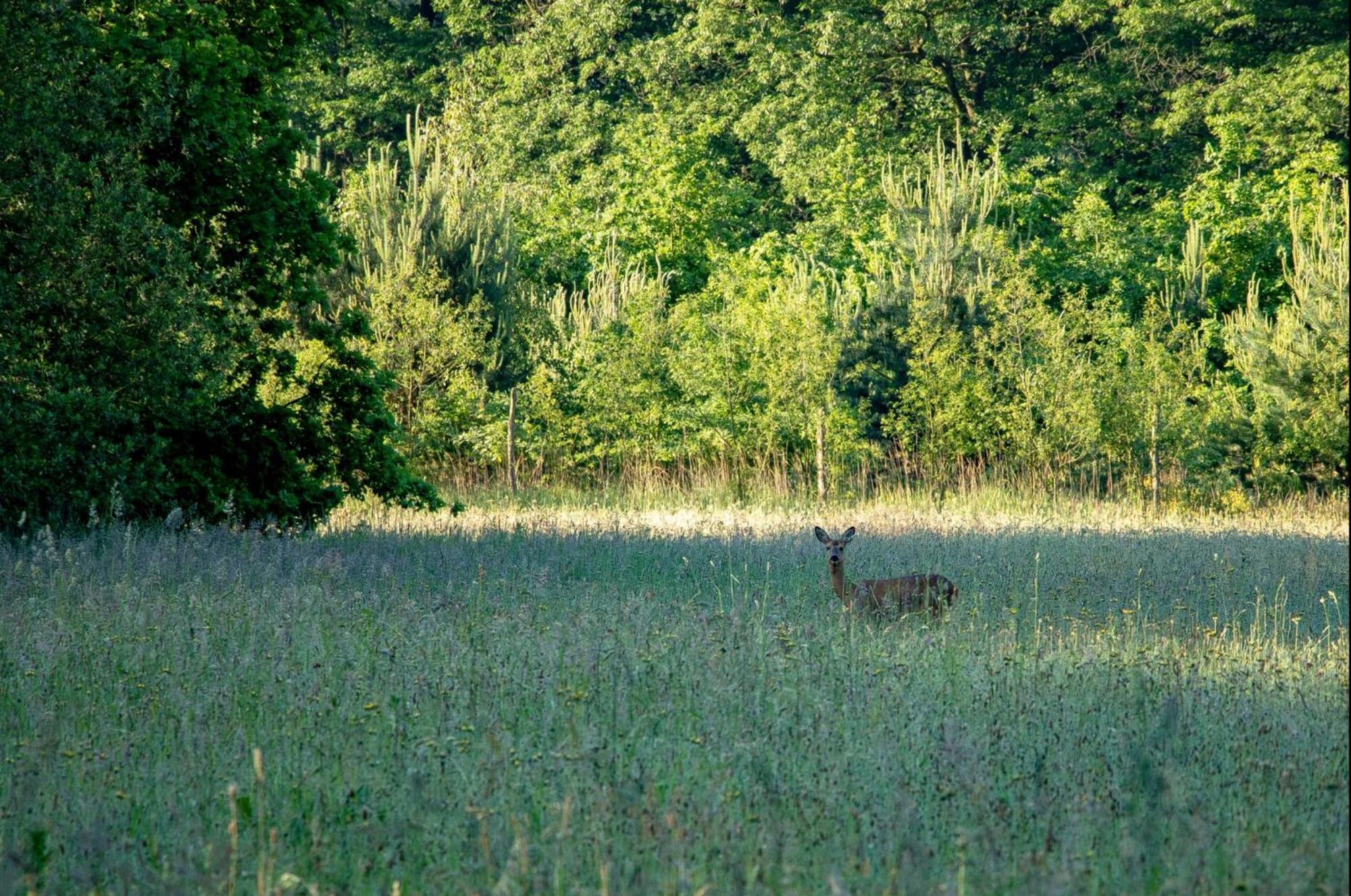 Vakantiewoning Heidebos In Het Nationaal Park Hoge Kempen Opglabbeek Экстерьер фото