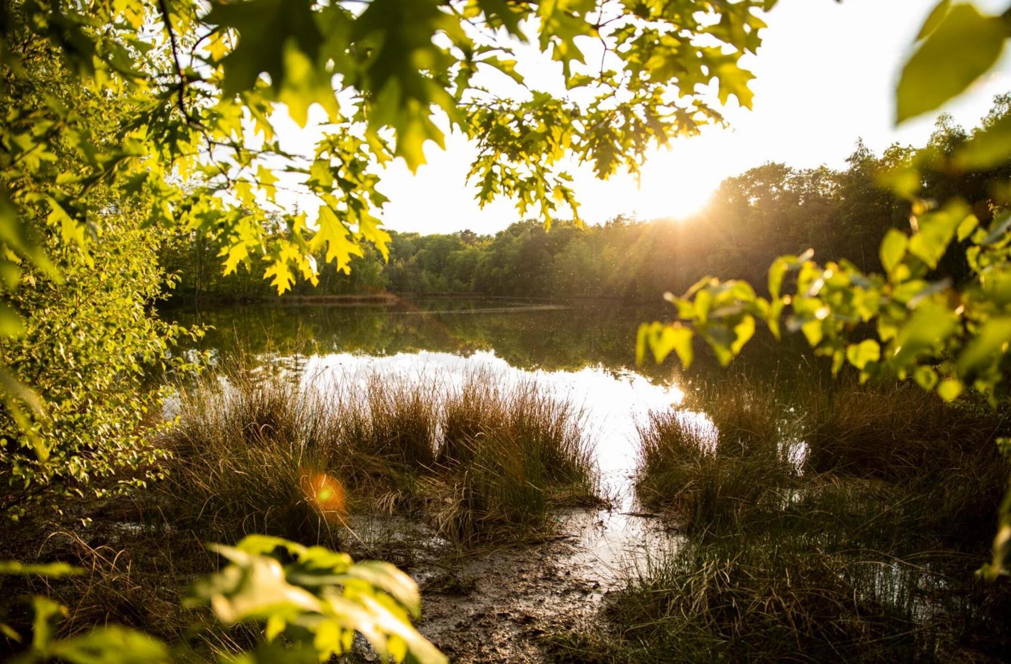 Vakantiewoning Heidebos In Het Nationaal Park Hoge Kempen Opglabbeek Экстерьер фото